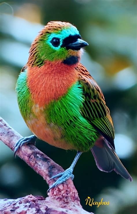 Pin By Maykos On 10exotiques Birds Beautiful Birds Most Beautiful