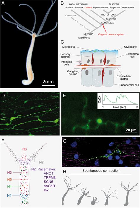 Hydra As A Model To Study Neuronmicrobe Interactions A An Adult