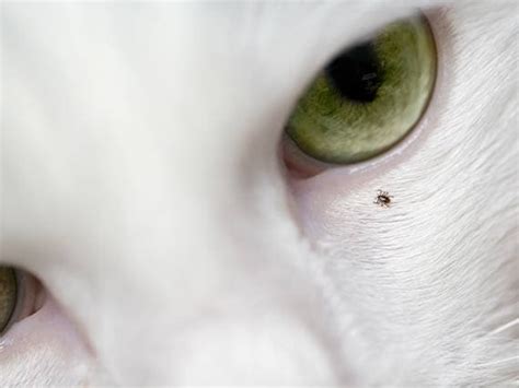 Engorged Tick In Dog S Ear