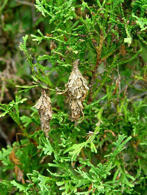Bagworms Are Killing An Arborvitae What To Do