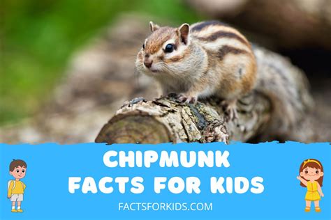 17 Chipmunk Facts For Kids To Go Nuts Over Facts For Kids