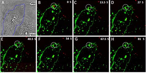 Vero (african green monkey chlorocebus kidney epithelial cell line) mouse cell lines. The process of individual SRV9 entry into Vero cell. (A ...