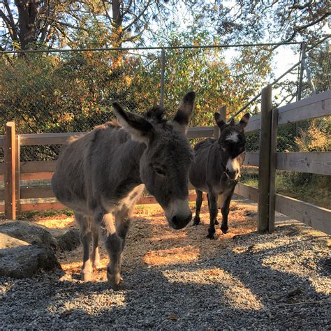 Miniature Donkeys Beacon Hill Childrens Farm