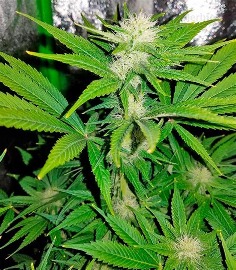 Northern Lights 00 Seeds Feminized Seeds For Sale Herbies