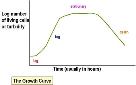 Bacterial Growth Curve Phases Significance Microbe Online
