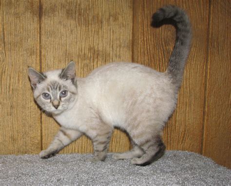 Download Lynx Point Siamese Adoption  Kittens For Adoption