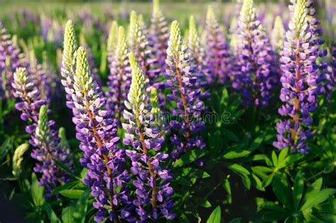 Lupinus Field With Pink Purple And Blue Flowers Stock Photo Image Of