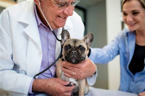 Bulldogs drool tend to drool because of their wide mouths and drooping lips. Do French Bulldogs Drool A Lot? - Doggie Parent