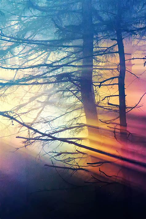 640x960 Morning Sunbeams Forest 4k Iphone 4 Iphone 4s Hd 4k Wallpapers