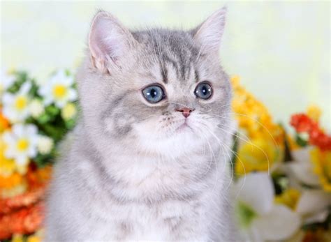 Exotic Short Hair Persian Kittens Exotic Shorthair Persian Cat