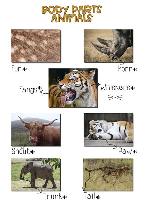 Animals Body Parts Rosetta