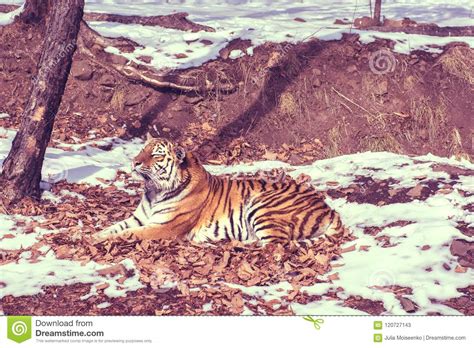 Big Tiger In The Snow The Beautiful Wild Striped Cat In Open Woods Looking Directly At Us