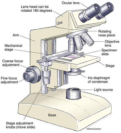 Worksheet Parts Of A Microscope
