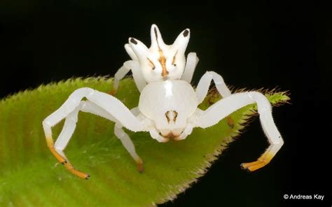 Flickrp21d3x1b Crab Spider Epicadus Heterogaster They