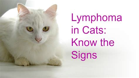 Cat Swollen Lymph Nodes