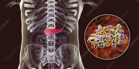 Human Pancreas And Insulin Molecule Illustration Stock Image F024