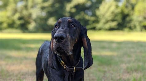 Neville The Black And Tan Coonhound In 2021 Coonhound Treeing Walker