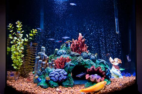 Lighting For A Saltwater Aquarium