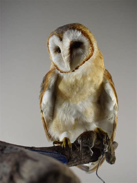 Taxidermy Barn Owl Installation