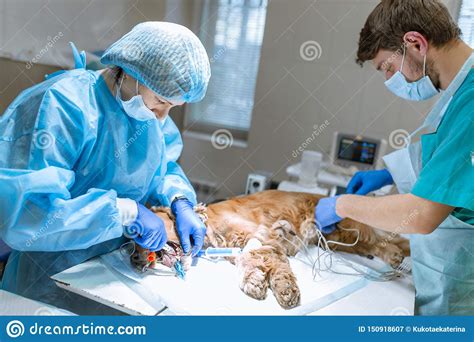 Veterinary Dentistry Dentist Surgeon Veterinarian Cleans And Treats
