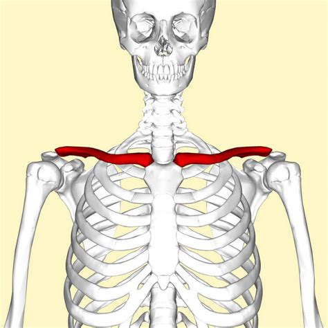 Clavicle Fracture Broken Collarbone Motorcycle Car Accident