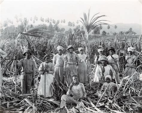 Amazing Photos Of Sugar Production In Jamaica From The Late 19th And