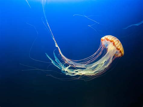 40 Jellyfish Facts One Of The Seas Oldest Creatures