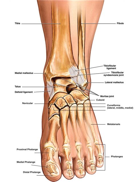 Want to learn more about it? Anterior View Of Left Tarsal Bone And Ankle Diagram