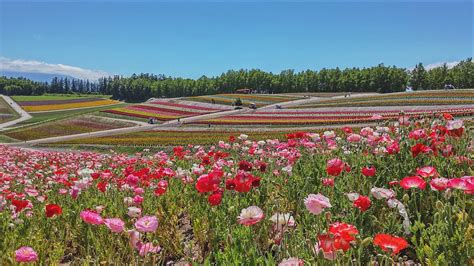 Top 5 Hokkaido Flower Farms To Visit In Summer