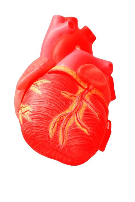 Modelo Anatómico Correcto 3d Del Corazón Humano Imagen De Archivo