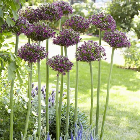 Van Zyverden Allium Magic Set Of 3 Bulbs Purple Part Sun