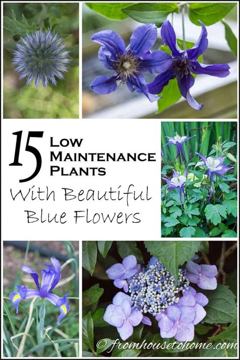 Blue Flowering Perennials 15 Easy To Grow Plants