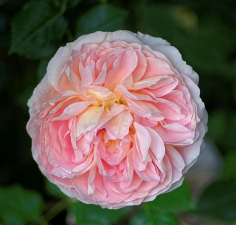 Roses Plant Care And Collection Of Varieties