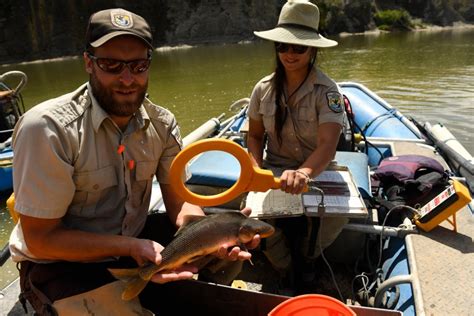 Endangered Colorado River Sucker Fish Are Bouncing Back After A 25 Year