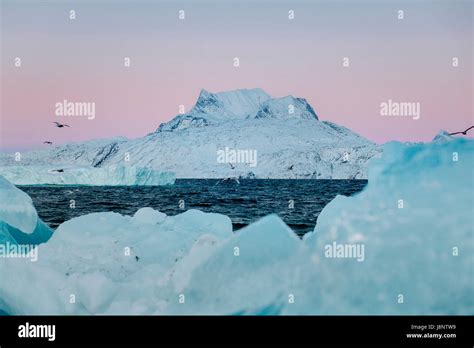Nuuk Greenland Animal Hi Res Stock Photography And Images Alamy