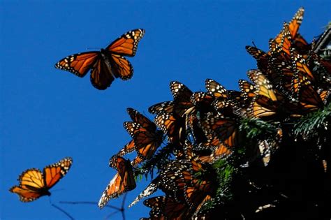 Where To See Thousands Of Monarch Butterflies Travel Smithsonian