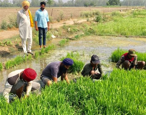 Amritsar Agriculture Officials Encourage Farmers To Use Dsr Tech The Tribune India