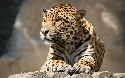 Jaguar Resting On Tree Logs Wallpaper Animal Wallpapers 52827