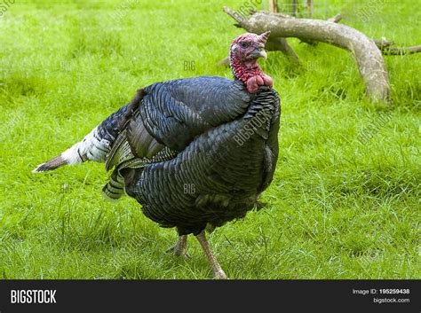 home turkey meleagris image and photo free trial bigstock