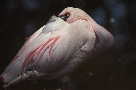 Flamingo Cor De Rosa Africano Dobrado Toda Dentro Imagem De Stock