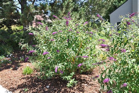 Purple Flowering Shrub Plantmaster Blog