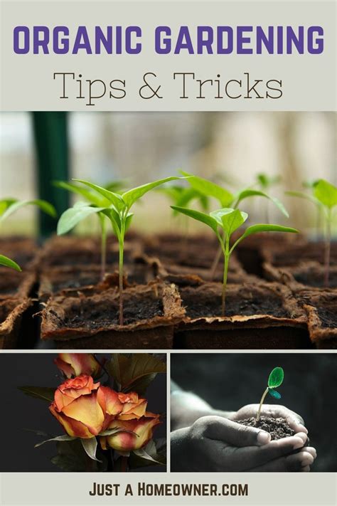 Organic Gardening Tips And Tricks Organic Gardening Tips Organic