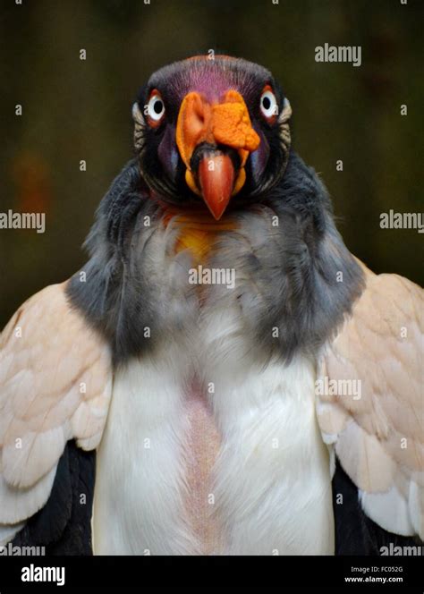 The King Vulture Sarcoramphus Papa A Large Scavenging Bird Native To