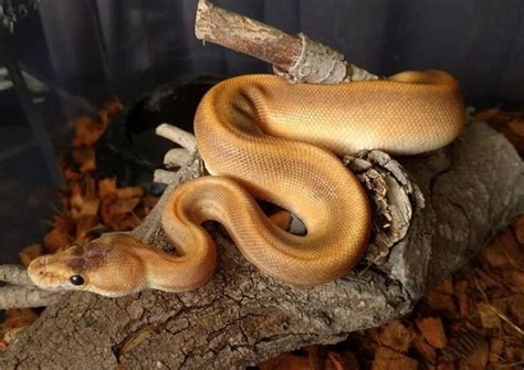He inspires her to be a better pet parent and to share advice with other dog owners. Pet Snake Names - Over 500 Inspiring Ideas For Naming Your ...
