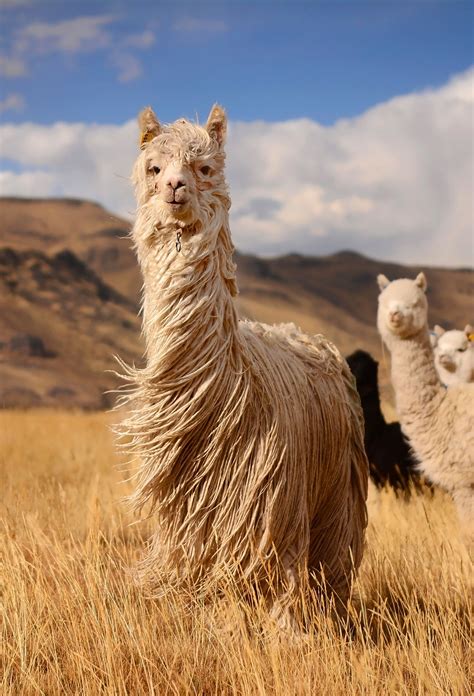 Long Hair Llamas Andes Mountains Peru
