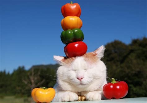 Top 10 Very Talented Cats Balancing Things On Their Heads