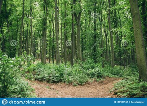 Tranquil Scene In The Deep Green Beech Forest With A Path Trail