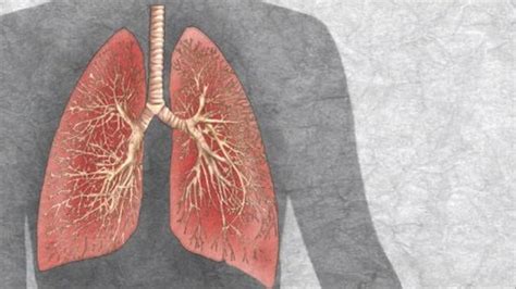 First Human Lung Grown In Lab On Air Videos Fox News