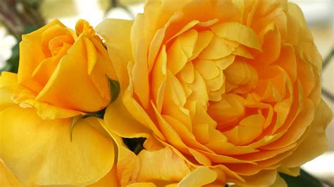 Free Download Yellow Roses Wallpaper Flower Wallpapers 23491 1920x1080