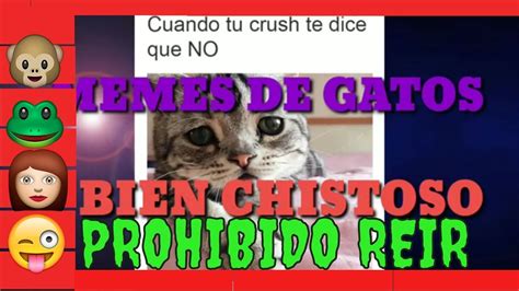 Memes De Gatos Si Te Ries Pierdes Youtube